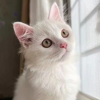 กงจู(แมว น.อ🐱)