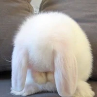 ฟาน่า//เพื่อนตาต่าร่างกระต่าย