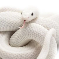 ฟ้า//ลูกน้องตาต่า