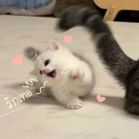 แอดสุดน่ารักเองค่า~
