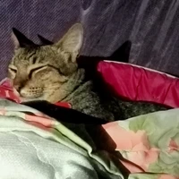 แอด