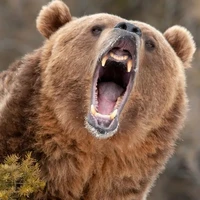 Bear
