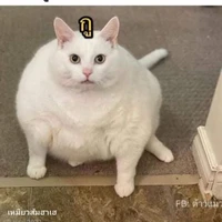 ซารุ