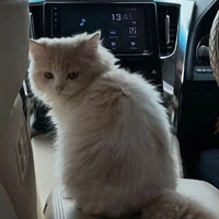 เจ้าขาว(วิว)