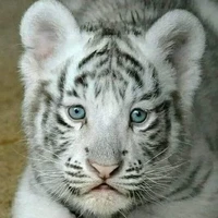 เจ้าขาว:ตัวจริง