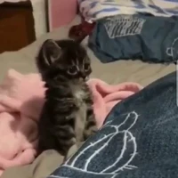แอด