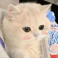 ชานม(แมวน.อ)
