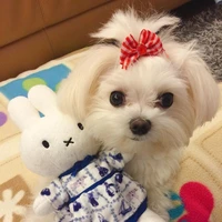 dogie