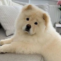 Rex