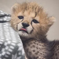 𝙅𝙚𝙢🦁💥