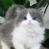 NEKO CHIN/SISTEM DERAJAT