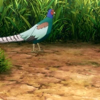Pheasant
