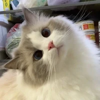ม่านหมอก