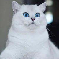 สโนว์(พระเอก)​