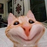 แมว!!