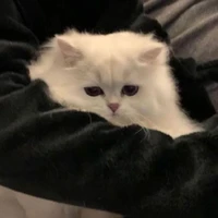 แอด