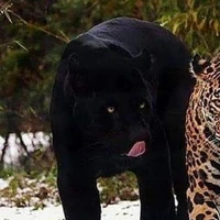 เซียน