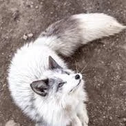 ซาริ : ตอนเป็นจิ้งจอก