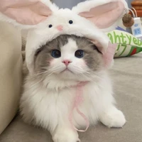 บันนี่
