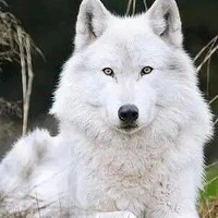 Razen(peliharaan Viren)