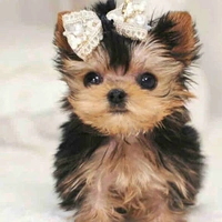 Princess 