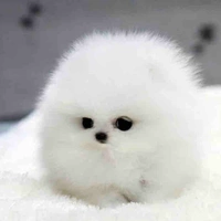 Fluffy