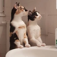 แอด