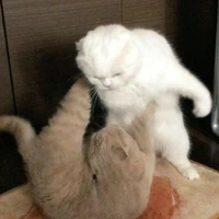 แอดมันป.ย.อ