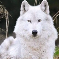Cassius(Serigala)