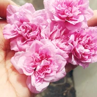 Yurika(Author)