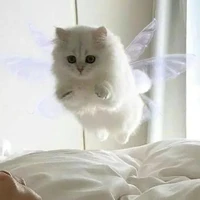 แอด