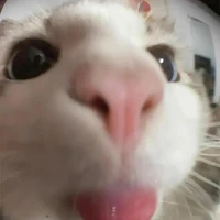 ᴀᴜᴛᴏʀᴀ