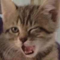 Cat ferson
