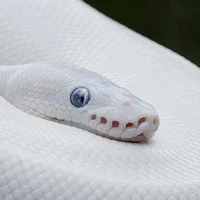 cobra