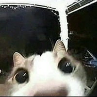 Yo
