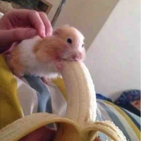 แอดเอง