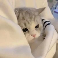 แมวนอ.มิลินด้า