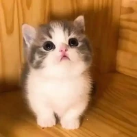 แอดเอง