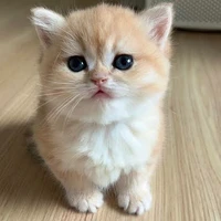 น้องเมล่อน