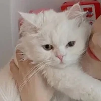 เพิ่มจิ๋ว[สัตย์เลี้ยงเผย]