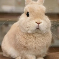 หิ๋วเหมย[สัตว์เลี้ยงเฟย]