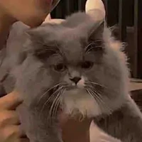 เฉิ่นจีน[ระบบของเกมส์]