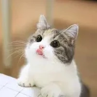 โกโก้