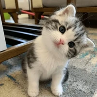 เนโกะ(ร่างแมว)