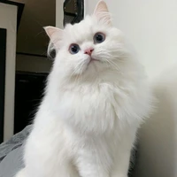 ฟอนี่
