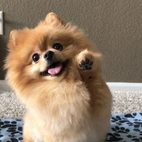 Lulu