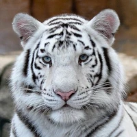 วาฟ(เสือขาวของน.อ.)