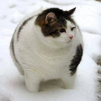 ปุย(แมวน.อ.เด็ก👑🐱)