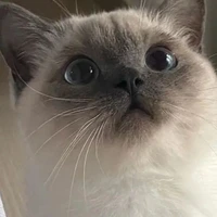 นมจืด🐈🍭{แมวน.อ}​