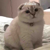 เเอดเองง